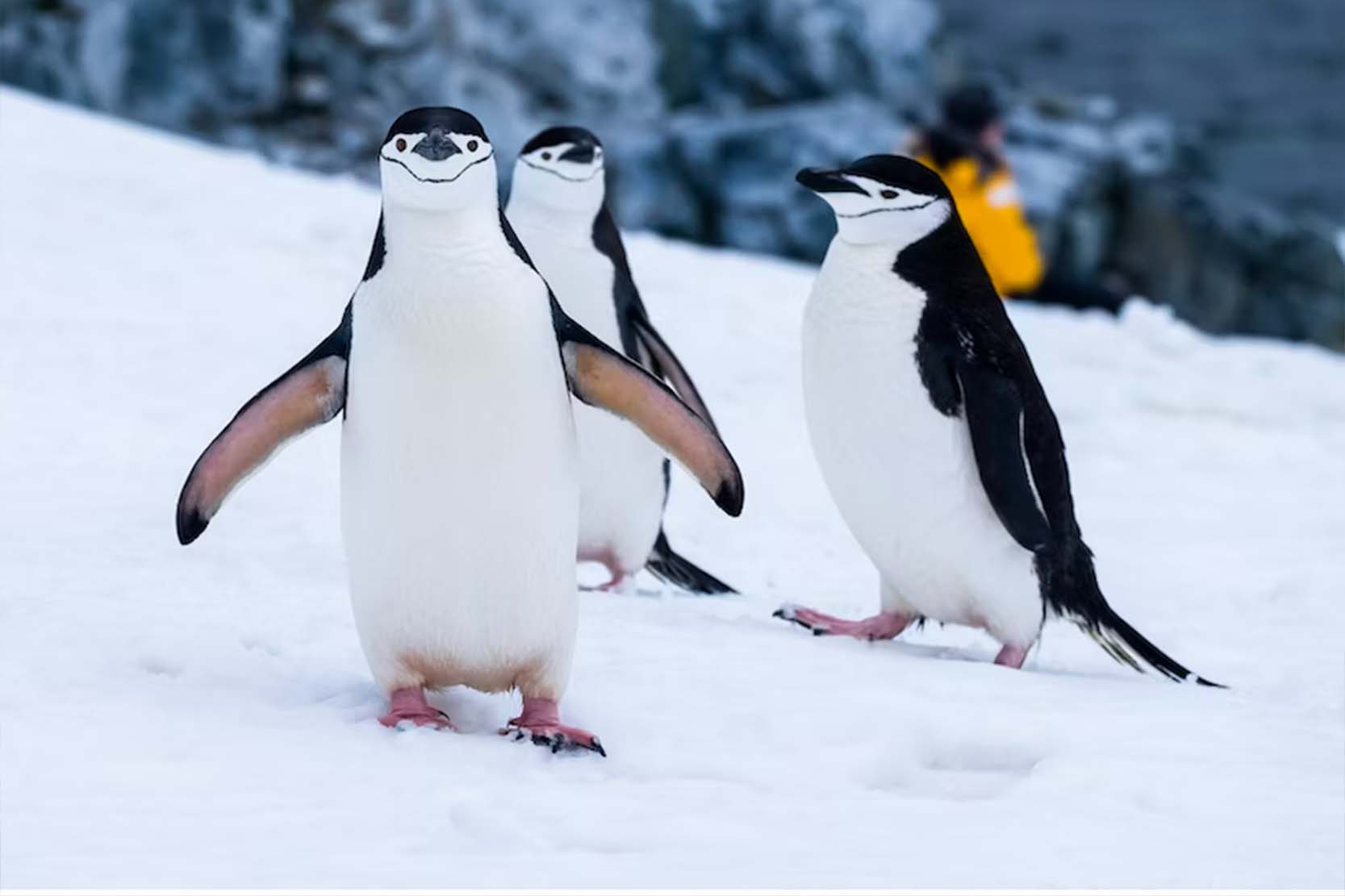 Penguins standing on snow beside icy rocks