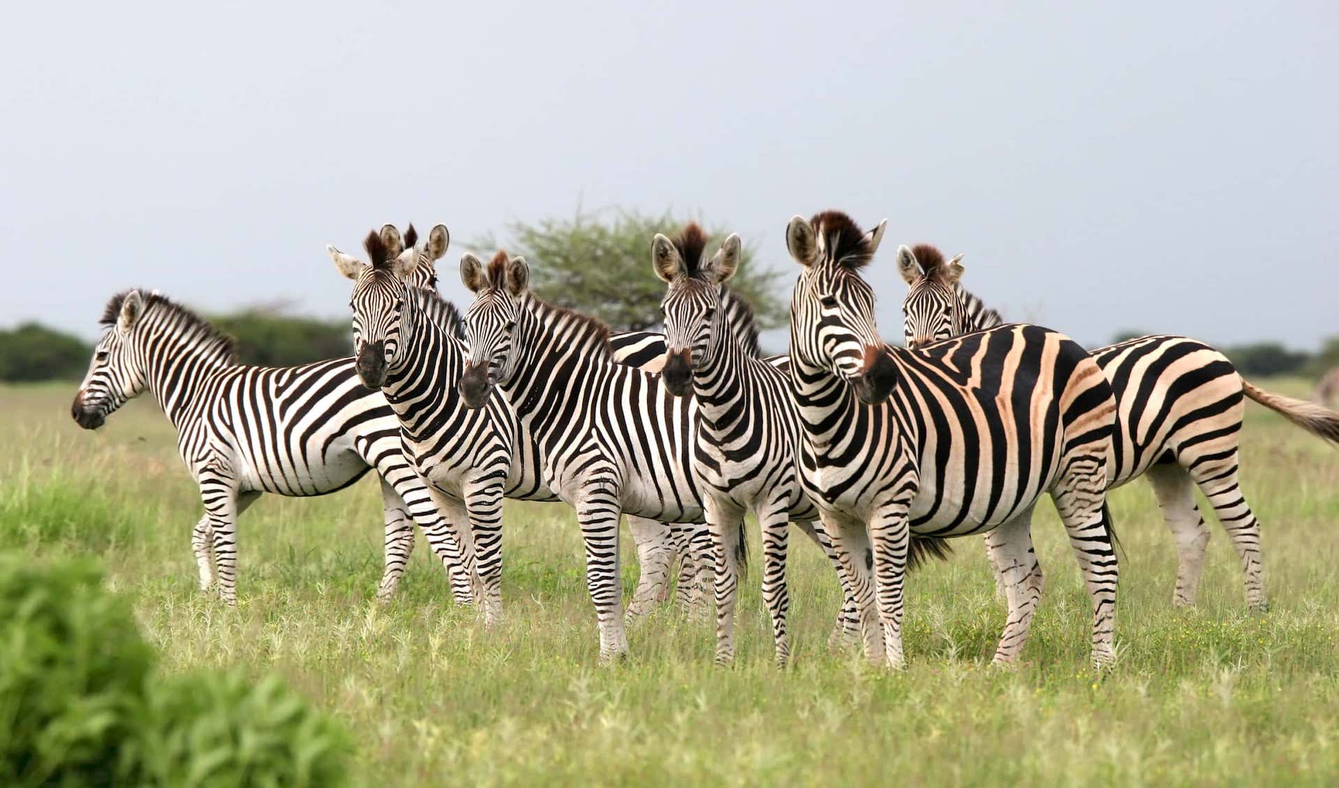 Zebras standing together on a grassy plain in Botswana